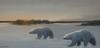 &quot;Polar Bears&quot; by Roger Parsels